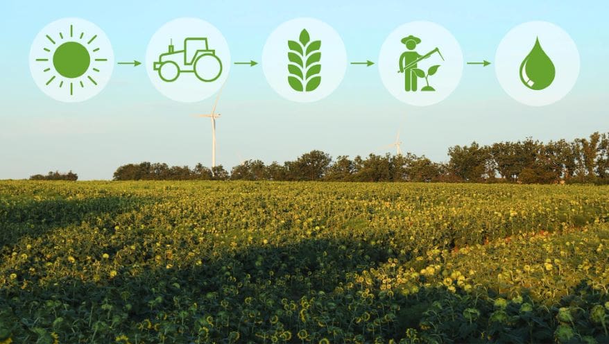 GM Crops