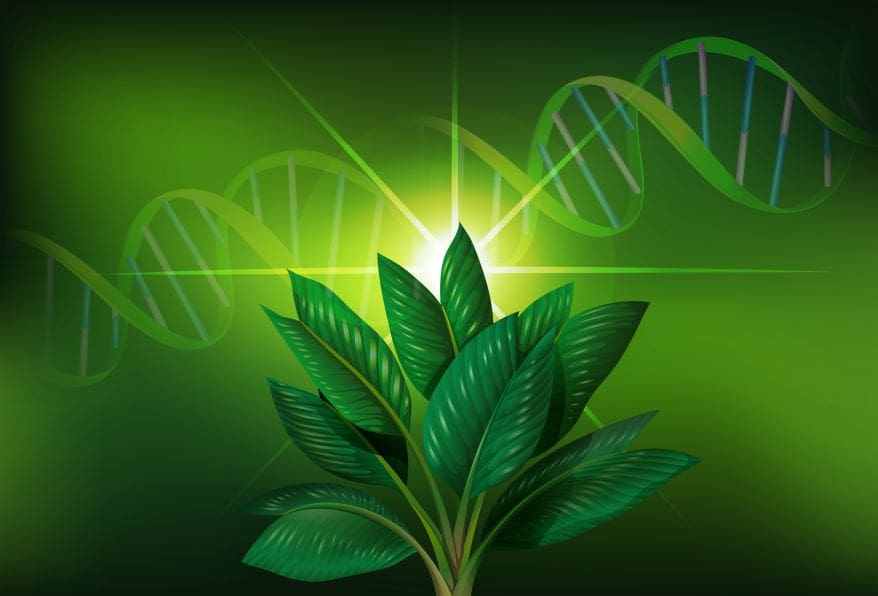 genetically modified plants