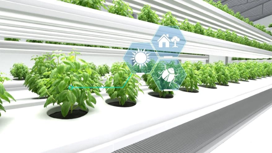 Genetically Modified Plants