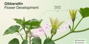 Gibberellin Flower Development