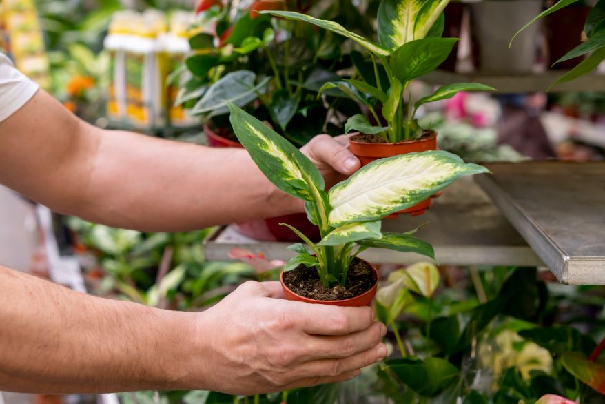 Horticulture degree