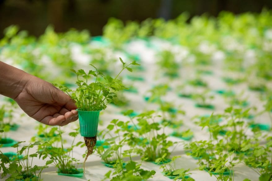 Plant Biotechnology