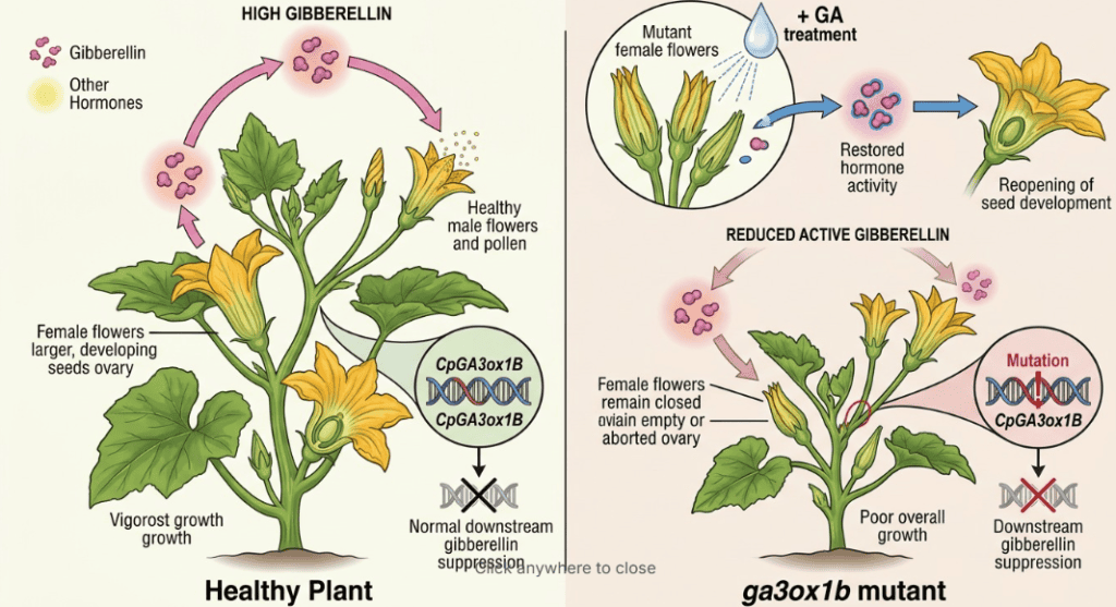 Gibberellin Flower Development