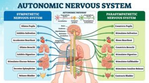 Autonomic Nervous System