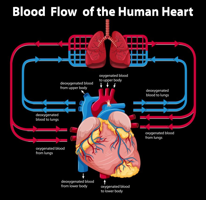Blood Flow in Humans