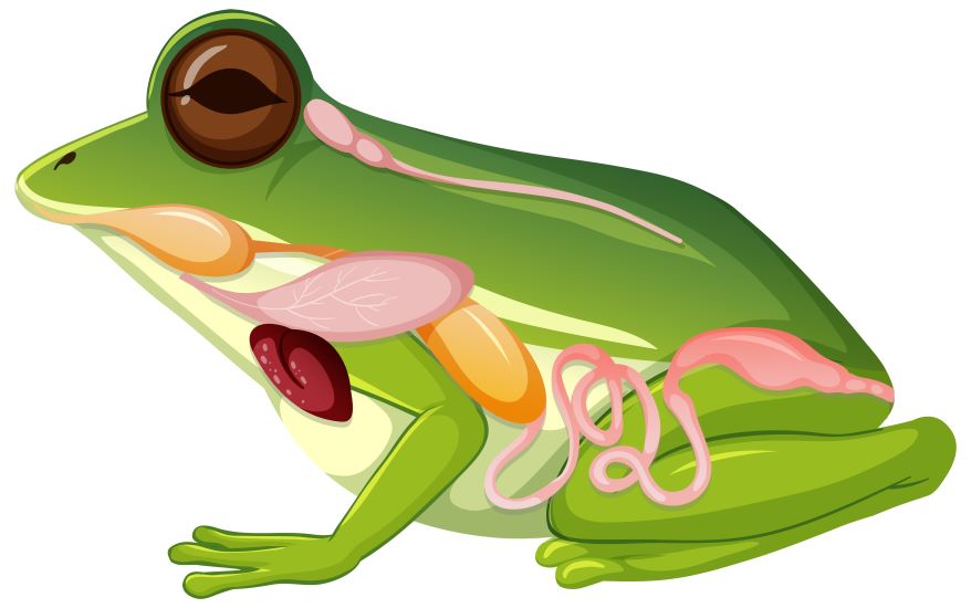 Frog Internal Organs
