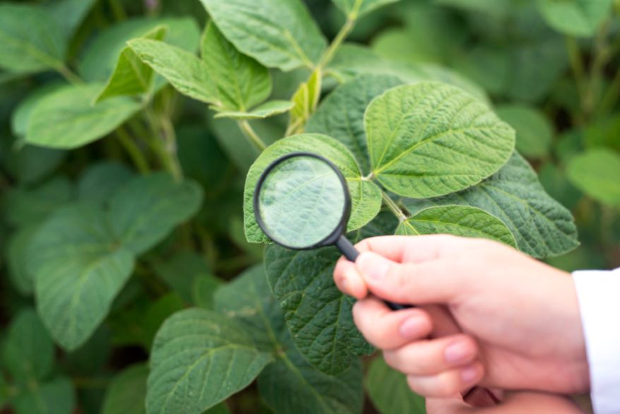 plant disease diagnosis